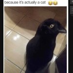 funnytexts