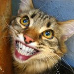 smiling cat