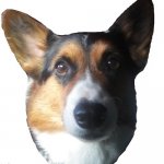 Tango meme