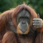 Thumbs up orangutan meme