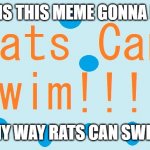 Part 2 | ANOTHER, IS THIS MEME GONNA BLOW UP? ANY WAY RATS CAN SWIM. | image tagged in rats can swim,rats,swimming | made w/ Imgflip meme maker
