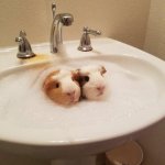 GUINEA PIGS | Happy Sunday friends | image tagged in guinea pigs | made w/ Imgflip meme maker