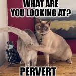 pervert | WHAT ARE YOU LOOKING AT? PERVERT | image tagged in two cats | made w/ Imgflip meme maker