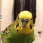 Parkeet GIF Template