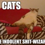 To Say Nothing Of Humans Who Spend A Lot Of Time Looking At Cat Pictures On The Internet... | CATS; ARE INDOLENT SHIT-WIZARDS | image tagged in lazy cat,cats,funny cats,cat memes,fat cat,drunk cat | made w/ Imgflip meme maker