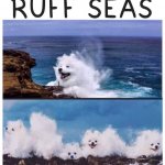 Ruff Seas meme