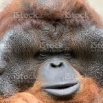 Upset Orangutan template
