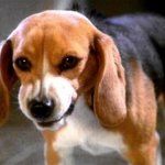 Porthos The Angry Beagle