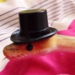 Snek with hat meme