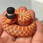 Snek with hat meme