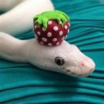 Snek with hat