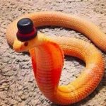 Snek with hat meme