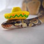 Snek with hat meme