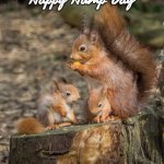 SQUIRRELS | Happy Hump Day | image tagged in squirrels | made w/ Imgflip meme maker