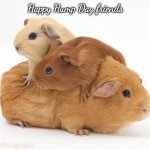 GUINEA PIGS | Happy Hump Day friends | image tagged in guinea pigs | made w/ Imgflip meme maker