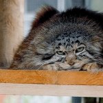 manul tired