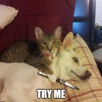 dog hostage | TRY ME | image tagged in dog hostage | made w/ Imgflip meme maker