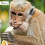 Time for a little something | image tagged in happy monkey,monkey,martini,banana | made w/ Imgflip meme maker