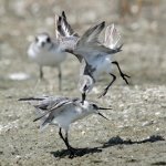 Wrybill Fight