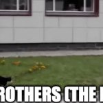 when little brothers annoy you | LIL BROTHERS (THE DOG) | image tagged in gifs,cats | made w/ Imgflip video-to-gif maker
