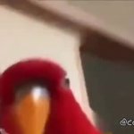 Party Parrot GIF Template