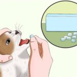 Cat Pills Blank