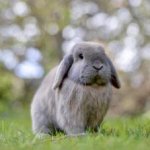 Grey Bunny