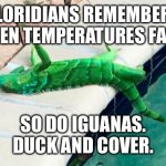 Falling iguanas | FLORIDIANS REMEMBER: 
WHEN TEMPERATURES FALL…; SO DO IGUANAS.
DUCK AND COVER. | image tagged in frozen iguana | made w/ Imgflip meme maker