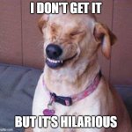 funny dog | I DON'T GET IT; BUT IT'S HILARIOUS | image tagged in funny dog | made w/ Imgflip meme maker