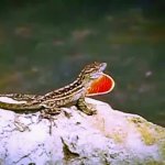 Lizard Display GIF Template