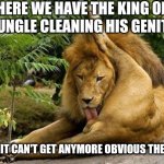 lion licking balls | HERE WE HAVE THE KING OF THE JUNGLE CLEANING HIS GENITALIA; I MEAN, IT CAN'T GET ANYMORE OBVIOUS THEN THIS. | image tagged in lion licking balls | made w/ Imgflip meme maker