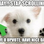 Have an upvote | HAY!! STAP SCROLLING; I GIVE U UPVOTE. HAVE NICE DAY :D | image tagged in cute dog,cute,have an upvote,funny | made w/ Imgflip meme maker