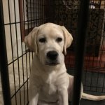 Doggie gets sent to puppy prison