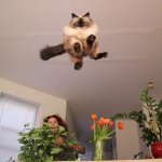 Cat Leap