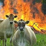 evil cows