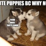 Funny Pupers | CUTE PUPPIES BC WHY NOT YOUR NOSE TASTS GOOD | image tagged in memes,cute puppies | made w/ Imgflip meme maker