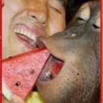 Man and an orangutan with a watermelon