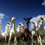 solidarity goats