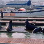 seals on a dock