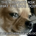 Poor dogo | THEY ALWAYS ASK "WHAT THE DOG DOIN'"; BUT NEVER "HOW THE DOG DOIN" | image tagged in dog crying | made w/ Imgflip meme maker