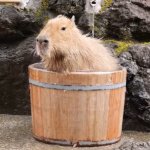 Capybara taking a bath