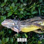 Frozen Iguana | BRUH | image tagged in frozen iguana | made w/ Imgflip meme maker