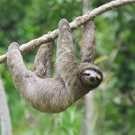 sloth 2