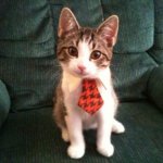 cute cat with red tie