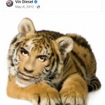 Vin Diesel tiger meme