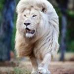 Fabulous lion