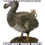 Dodo bird | DODO FOR PRESIDENT; BUT WHY DODO WHY? | image tagged in dodo bird | made w/ Imgflip meme maker