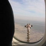 Airplane Giraffe template
