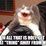 What is the cat looking at??? Oh right. You | IN ALL THAT IS HOLY, GET THAT "THING" AWAY FROM ME!!! | image tagged in mad cat yeet,cats,funny cats,shock | made w/ Imgflip meme maker