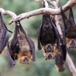 Bats Shrugging Upside Down